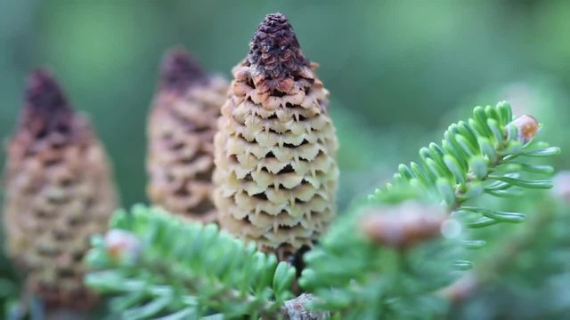 Прекрасната ни растителна природа, която ни заобикаля!