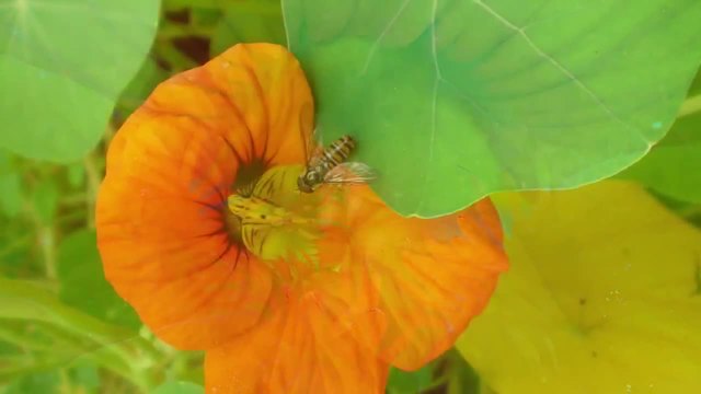 Tropaeolum majus (Латинка) отблизо!