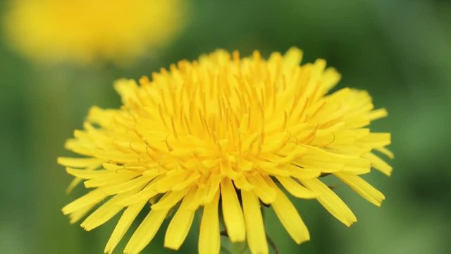 Прекрасно глухарче!