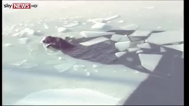 Спасяване на куче в ледено езеро