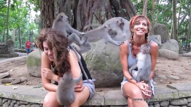 Маймуни нападат две момичета - смях