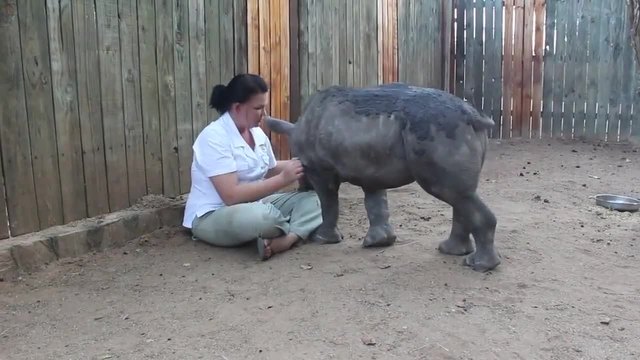 Бебе носорог