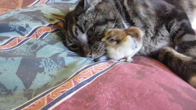 Котка и пиленце се гушкат