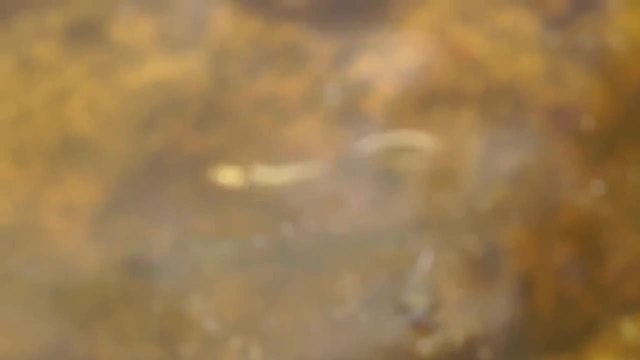 Гигантски воден бръмбар смъртоносно атакува водна змия!