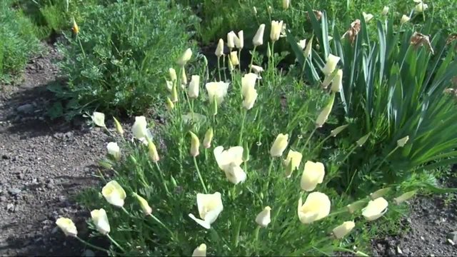 Бяла Ешолция (Eschscholzia californica)