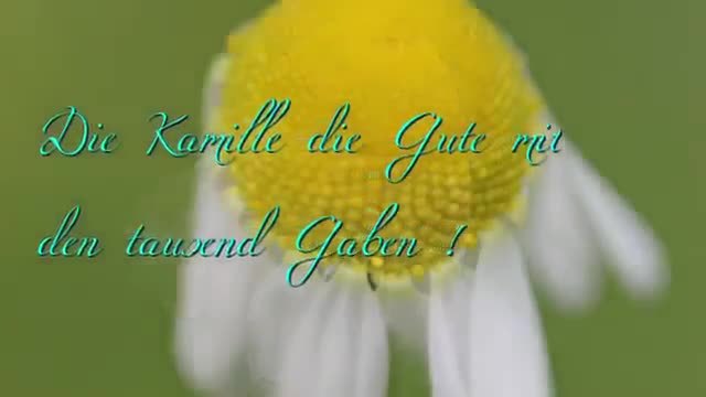 Matricaria chamomilla