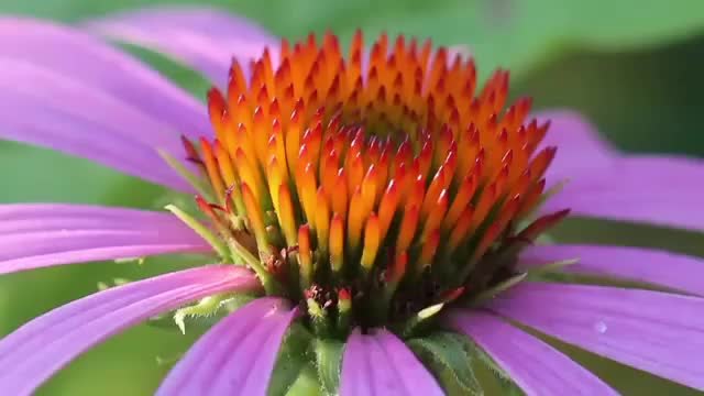 Echinacea - Лечебно и декоративно!