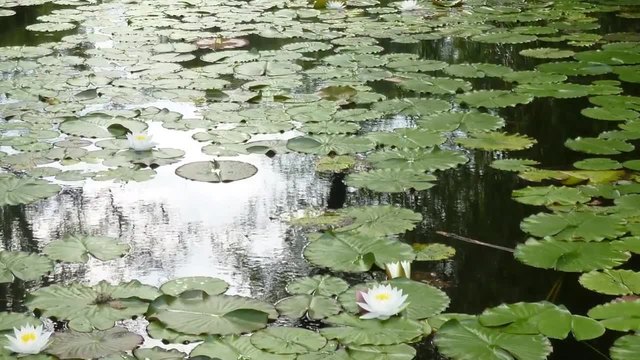 Прекрасни водни лилии