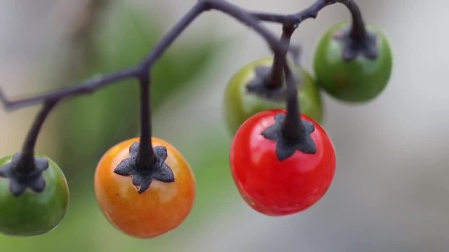 Bittersüßer Nachtschatten