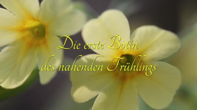 Primula vera - познато у нас като Иглика