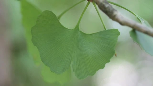 Ginkgo biloba - Гинко Билоба от сем. Гинкови