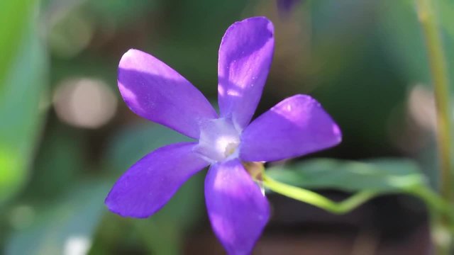 Vinca minor - Винка