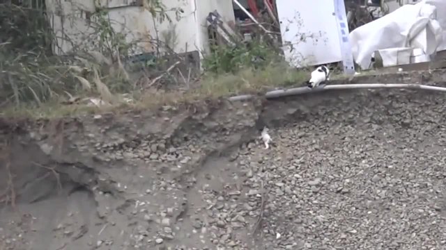 Котка спасява малкото си паднало в свалачище