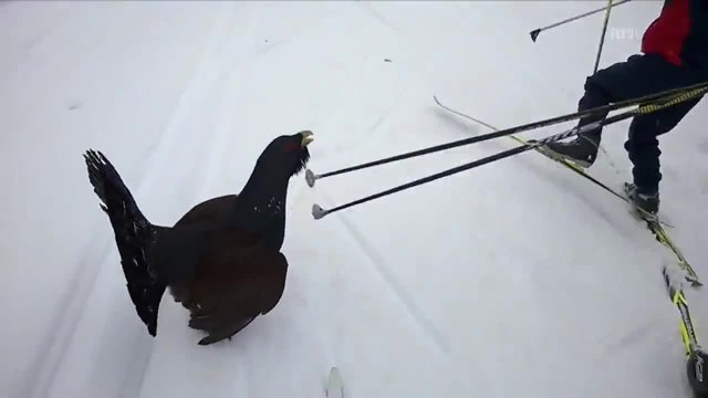 Птица атакува скиори