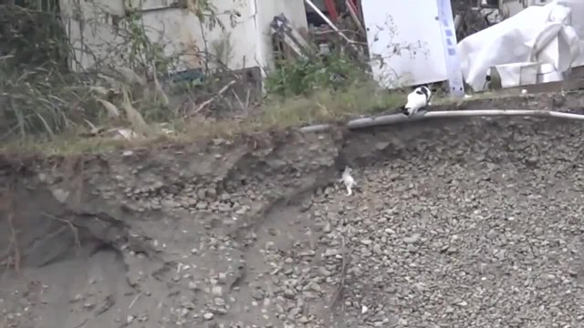 Котка спасява малкото си котенце