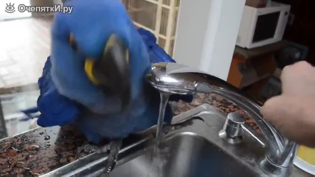 Папагал не иска да пести водата за душа си!