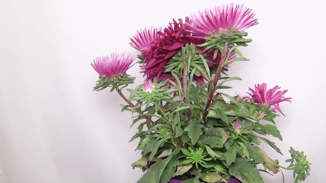 Callistephus chinensis - Червена китайска Богородичка