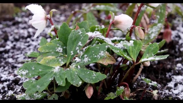 Helleborus niger - Christrose, Christmas Rose