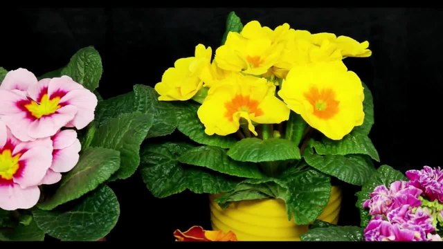 Кичеста Иглика - Primula vulgaris - Kissenprimel, Primrose