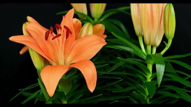 Оранжев Лилиум (Lilium)