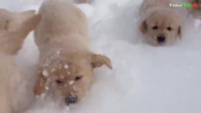 Малки кученца весело си тичат в снега