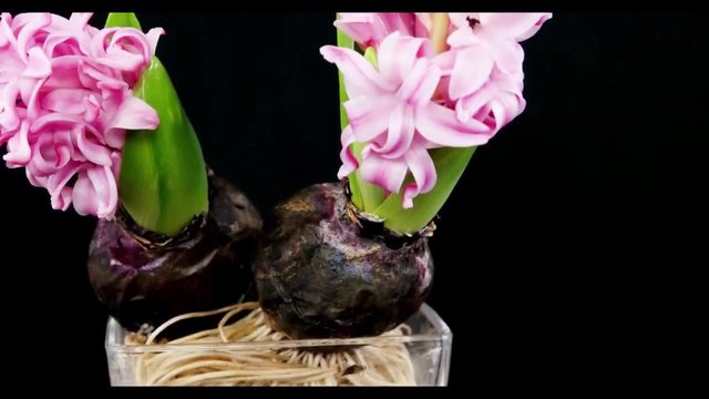 Розов и червен Зюмбюл - Hyacinthus orientalis