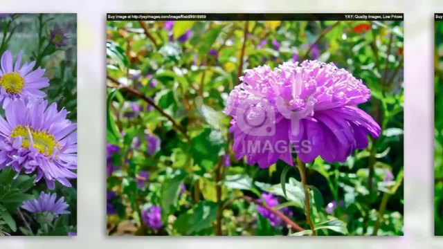 Китайска богородичка в снимки (Aster - Calistephus)