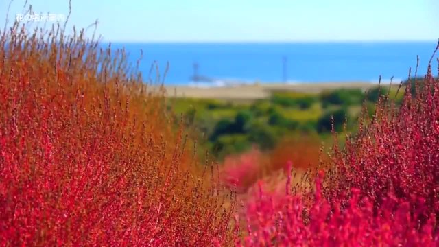 Невероятно видео! Ливади с Кохия и Космос