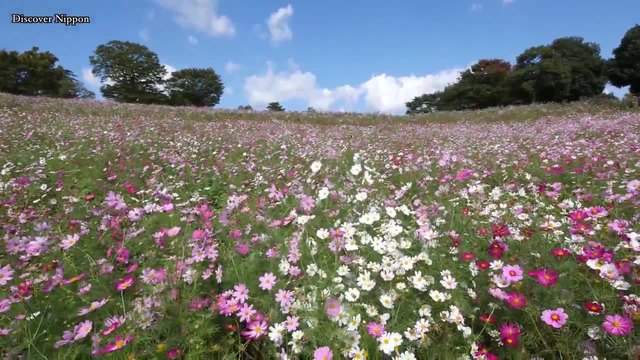 Огромна градина с Космос в Токио!