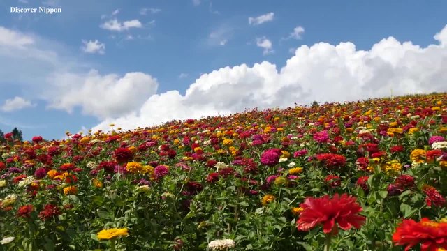 Огромна цветна ливада с Циния