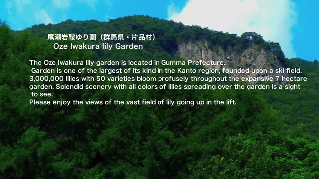 Прекрасни уханни лилиуми