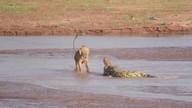 Лъвици срещу крокодил