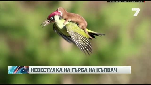 Невестулка се качи на гърба на кълвач