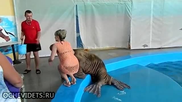 Морж-хулиган