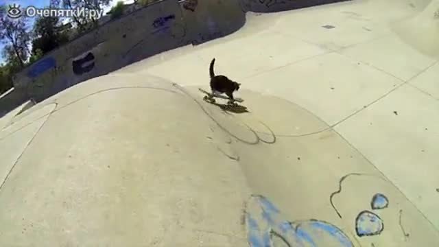 Котка стана скейтбордист