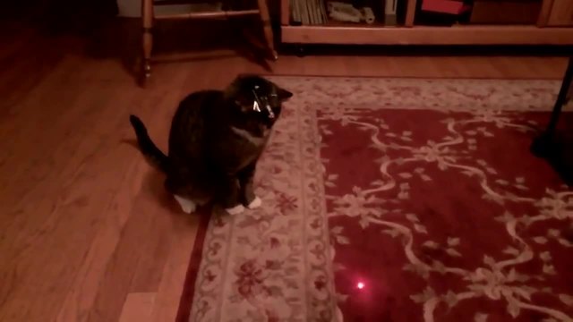 Котка с лазер