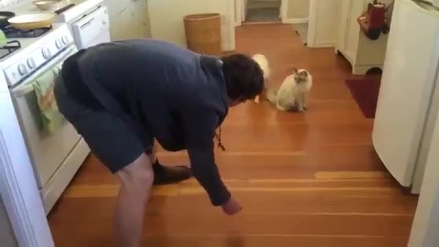 Котка обича да я плъзгат по пода!