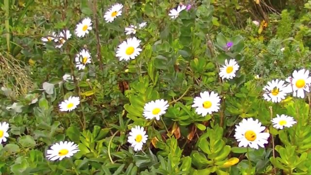 Кохия (Летен Кипарис) в Япония