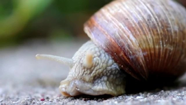 Охлюви (Snails) - Размножаване, живот