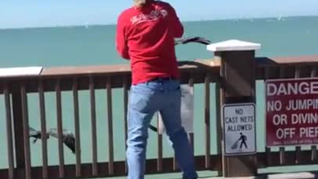Мъж спасява пеликан от рибарска корда омотана около човката му