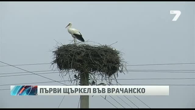 Първият щъркел долетя в България във Врачанско село