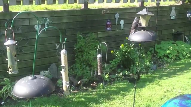 Катерица направи фамозен скок за да се докопа до храната на птиците