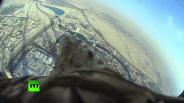 Орел прави рекорден полет над Дубай