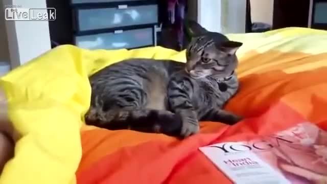 Щура котка се самонабива заради муха