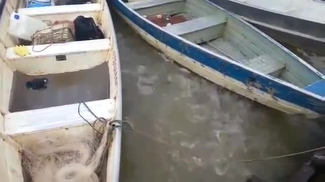 Бразилски рибари хранят пирании