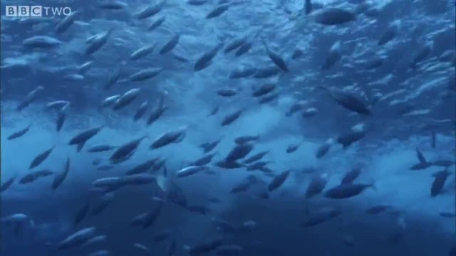 Риболов на риба тон в Южен Пасифик