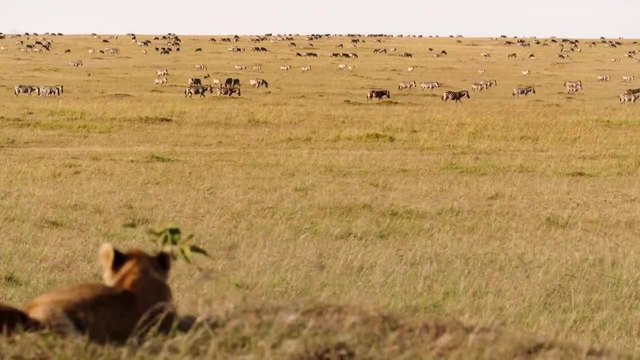 Масай Мара, Кения (Maasai Mara, Kenya)
