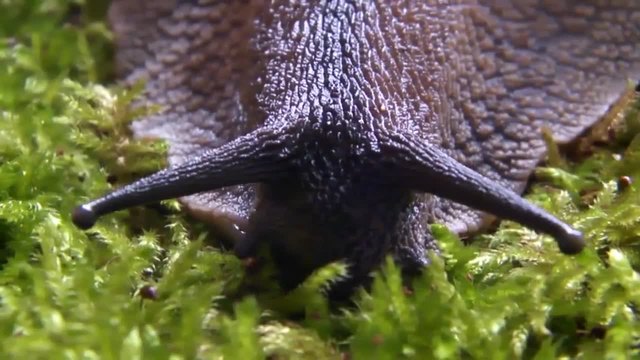 Ахатина, Коремоног охлюв