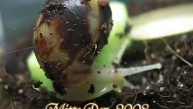 Как се храни африканският охлюв Achatina reticulata