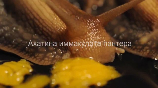 Ахатина - Гигантският африкански охлюв!